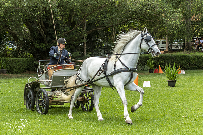 Narezzi Fantástico6