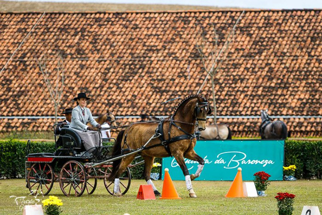 atrelagem quintadabaroneza6