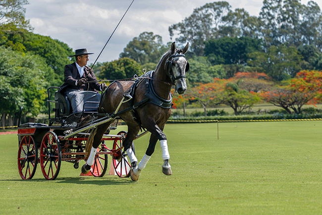 atrelagem singular 21