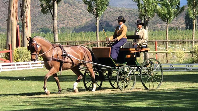 carolina adestramento chile650