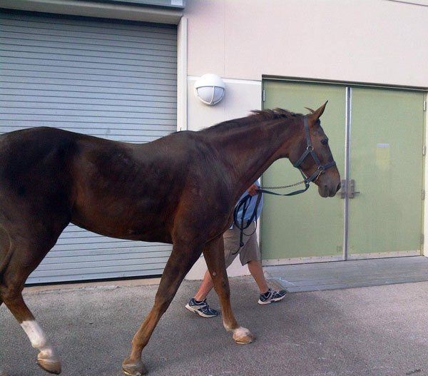 cavalo02 600