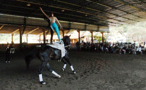 HorseSociety7