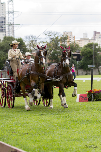 carol parelhas01
