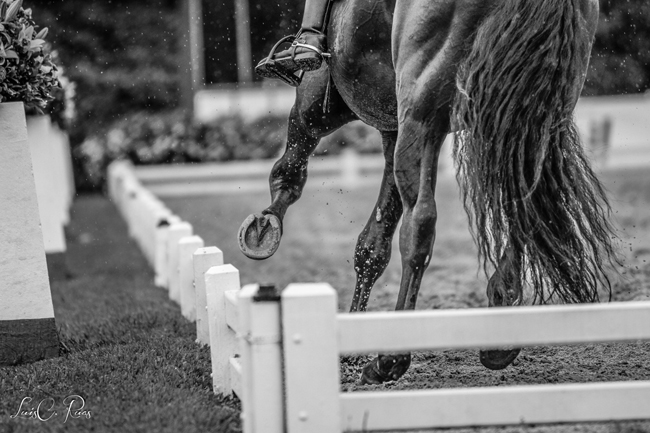 dressage650