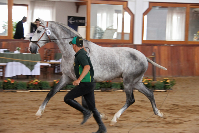 modelo andamento650
