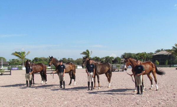 youngriders cavalos